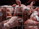 Stoffschweine symbolisieren Massentierhaltung