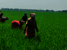 Neue Reisfelder entstehen