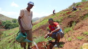Steyler Missionare in Madagaskar pflanzen Bäume