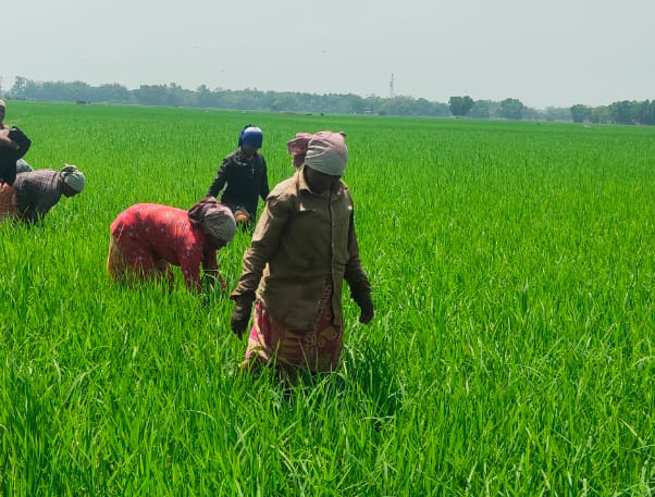 Neue Reisfelder entstehen